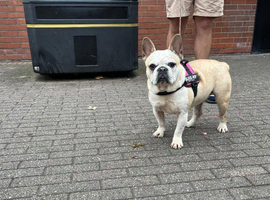 Beautiful French bulldog
