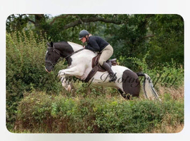 For Sale - Stunning 16.2hh Irish Cob Gelding - Your Next Adventure Partner!