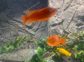 Albino fire red cichlids