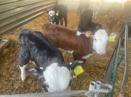 Hereford and Angus calves