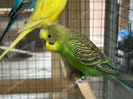 Budgies for sale