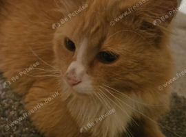 Cute ginger cat