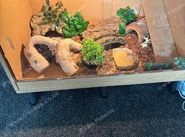 Leopard gecko looking for new home