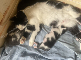 3 gorgeous kittens