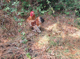 2 Pekin Bantam Cockerels
