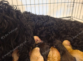 Beautiful Cockapoo F1B puppies