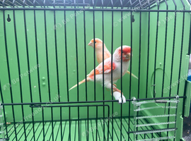 Mosaic canaries