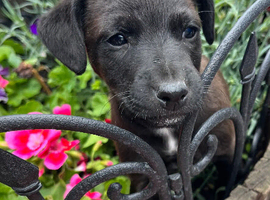 Jack Russell last boy