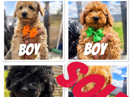 Beautiful Toy Poodle Puppies !!READY NOW!!