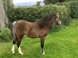 Welsh Section A Filly Foal.