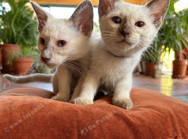 Ragdoll Siamese Cross