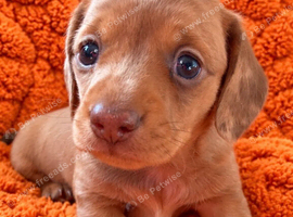 Miniature Dachshund Puppies