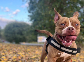 Lola &ndash; 2-Year-Old American Bulldog Looking for a Loving Home