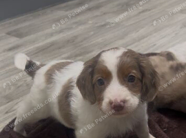 Cockapoo puppies
