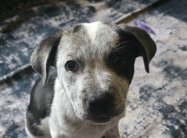 Pup needing a new home asap 12 weeks old