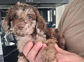 8 weeks old female cockerpoo