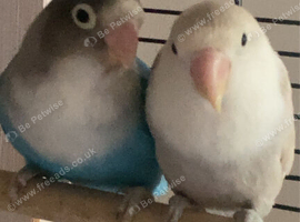 Stunning pair of lovebirds