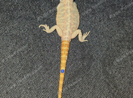 Baby bearded dragons reaxy to go.