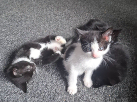 Black and white playful kittens