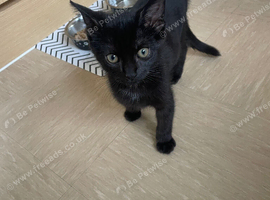 Male 13 week old kitten