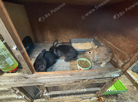 2 female lop crosses