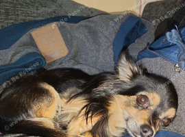 Long haired Chihuahua full pedigree