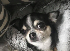Small chihuahua wanted