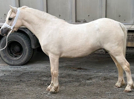 5 year old mare