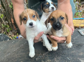 Miniature jack Russel