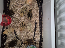 Mixed Coturnix Quail chicks
