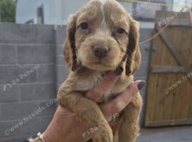 Stunning sprocker pups