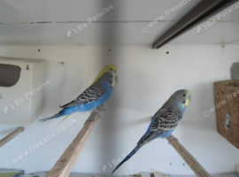 BLACK CHEEK ZEBR FINCH PAIR , PAIR GREEN BUDGIE  &pound;50 BLUE &pound;25 EACH