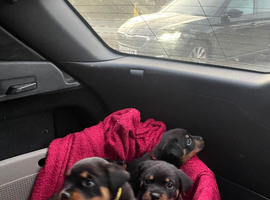 Pedigree German Rottweiler puppies