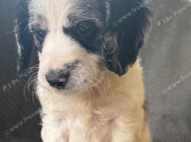 Gorgeous F1 Cockapoo Puppies.