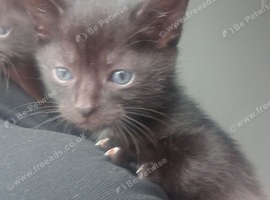 Long haired kitten
