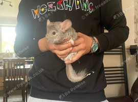 Stupid tame 5 month old baby chinchilla