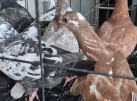 Coloured racing pigeons