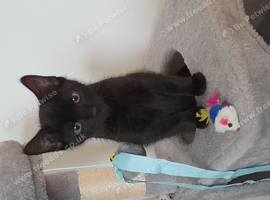 male softy cat called sunny very gentle big for his age only 1yr old needs secure home gentle owners