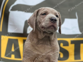 Merle platinum male corso