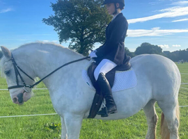 14'2 Cob mare for sale