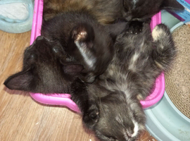 Maine coon x