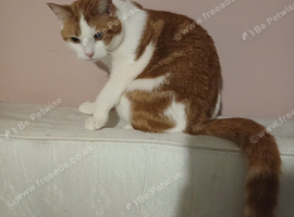 Male cat