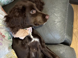 Cocker spaniel puppy