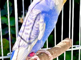 Multiple budgies