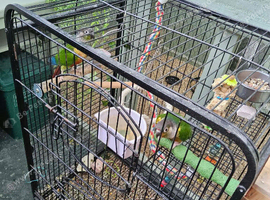 Hand reared tamed pair