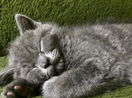 Beautiful British short haired kittens for sale