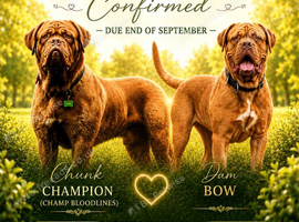Dogue de bordeaux puppies