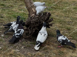 Afghan pigeons breeding pairs
