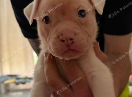 6 stunning American x French Bulldogs