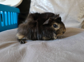 Guinea pigs male and female